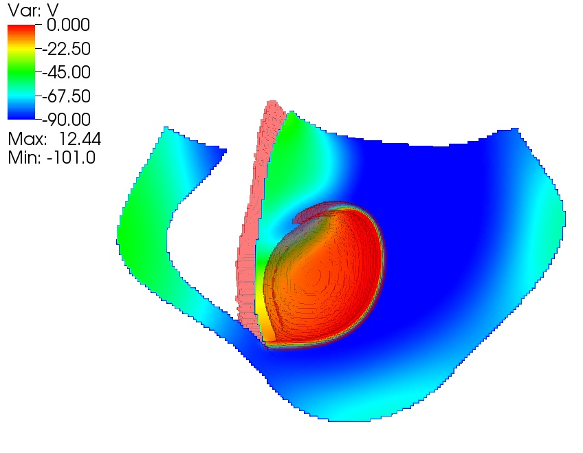 A simulated spiral wave moves across a canine ventricle.